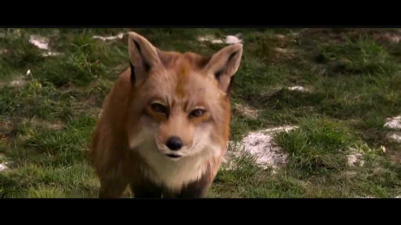 Mr. Fox