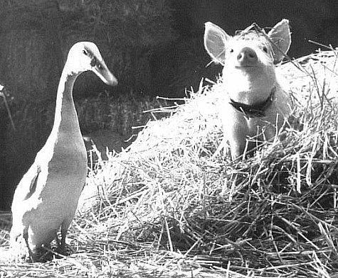 Ferdinand the Duck