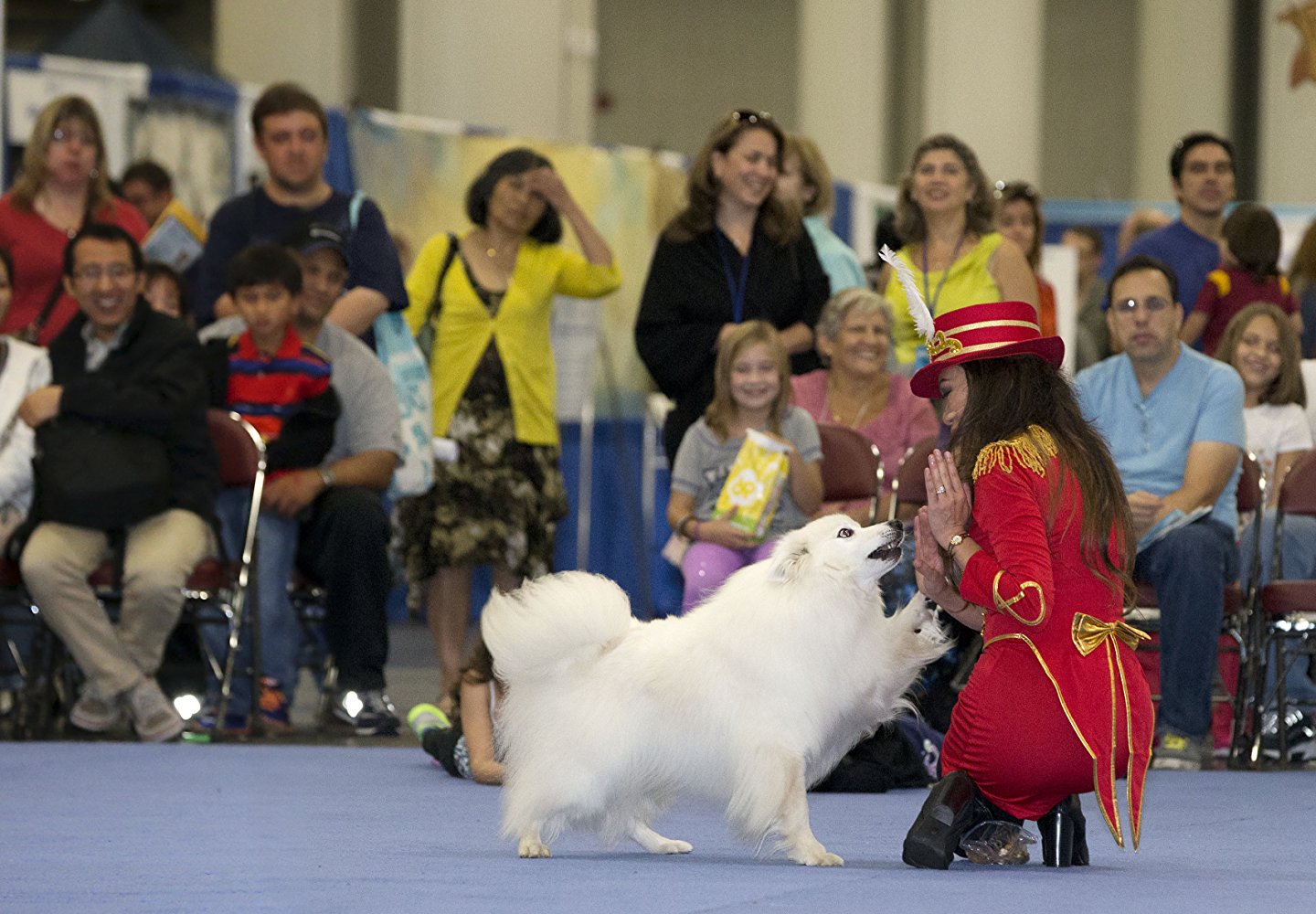 Atka the Amazing Eskie